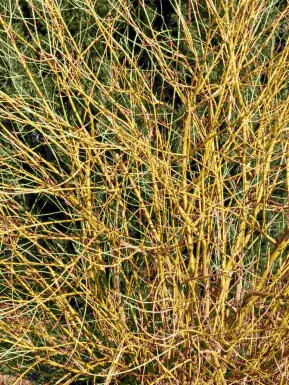 Cornouiller jaune Cornus stolonifera 'Flaviramea' arbuste Cornus stolonifera 'Flaviramea' arbuste