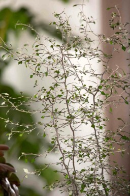 Arbre fil de fer Corokia cotoneaster arbuste Corokia cotoneaster arbuste