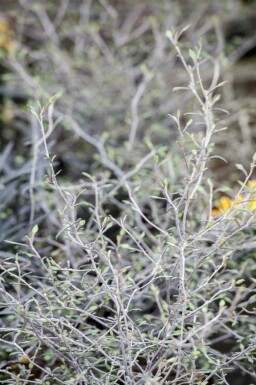 Arbre fil de fer Corokia cotoneaster arbuste Corokia cotoneaster arbuste