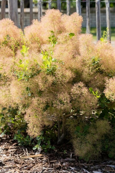 Fustet Cotinus coggygria arbuste Cotinus coggygria arbuste