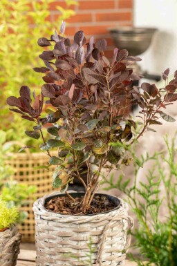 Fustet Cotinus coggygria 'Lilla' arbuste Cotinus coggygria 'Lilla'