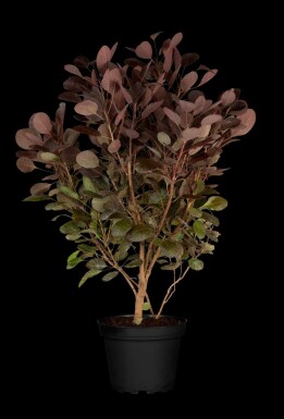 Fustet Cotinus coggygria 'Lilla' arbuste Cotinus coggygria 'Lilla'