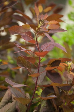 Fustet Cotinus 'Grace' arbuste Cotinus 'Grace'