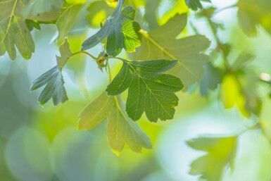 Aubépine Crataegus monogyna arbuste Crataegus monogyna arbuste