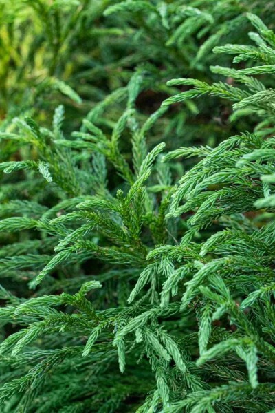 Cryptomeria japonica 'Globosa Nana'