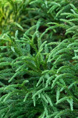 Cryptomeria japonica 'Globosa Nana'
