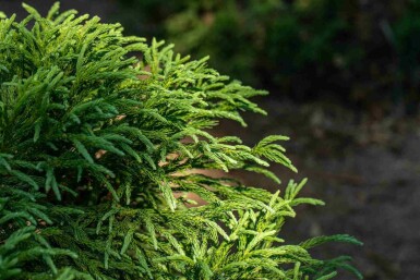 Cryptomeria Cryptomeria japonica 'Globosa Nana' arbuste Cryptomeria japonica 'Globosa Nana' arbuste