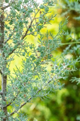 Cupressus arizonica 'Fastigiata'