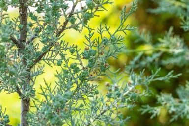 Cupressus arizonica 'Fastigiata'
