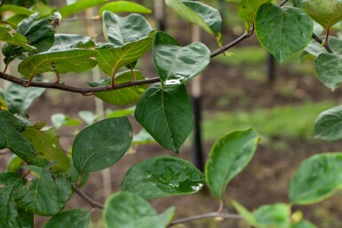 Coing Cydonia oblonga 'Vranja' arbuste Cydonia oblonga 'Vranja' arbuste