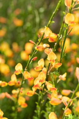 Genêt Cytisus 'Apricot Gem' arbuste Cytisus 'Apricot Gem' arbuste