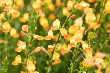 Cytisus 'Apricot Gem'