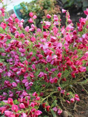 Genêt Cytisus 'Boskoop Ruby' arbuste Cytisus 'Boskoop Ruby' arbuste