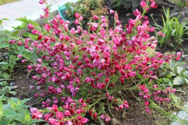 Genêt Cytisus 'Boskoop Ruby' arbuste Cytisus 'Boskoop Ruby' arbuste