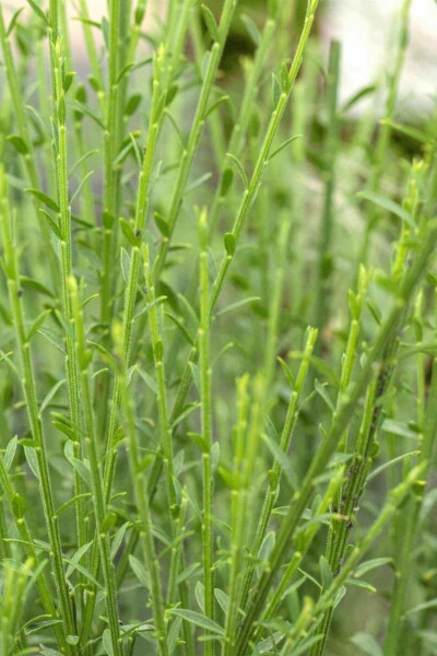 Cytisus 'Lena'