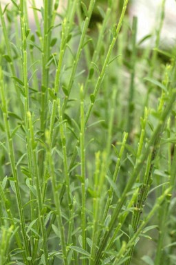 Cytisus 'Lena'