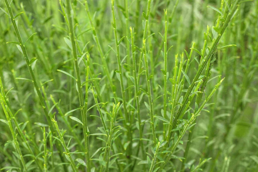 Genêt Cytisus 'Lena' arbuste Cytisus 'Lena' arbuste
