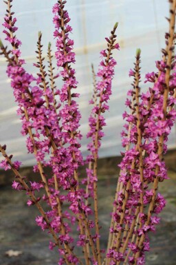 Daphne mezereum 'Rubra'