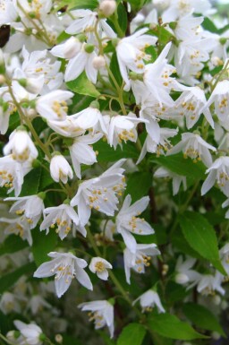 Arbuste de printemps Deutzia gracilis arbuste Deutzia gracilis arbuste