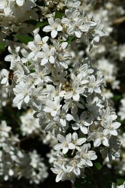 Deutzia gracilis 'Nikko'