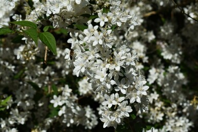 Neige de printemps Deutzia gracilis 'Nikko' arbuste Deutzia gracilis 'Nikko' arbuste