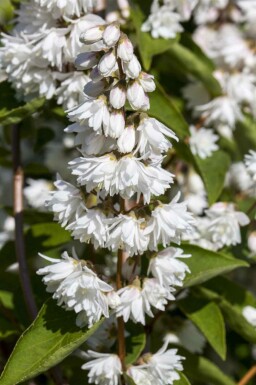Deutzie magnifique Deutzia magnifica arbuste Deutzia magnifica arbuste