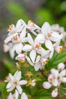Deutzie Deutzia 'Mont Rose' arbuste Deutzia 'Mont Rose' arbuste