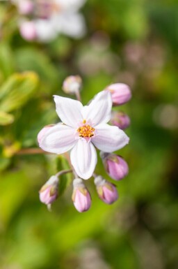 Deutzie Deutzia 'Mont Rose' arbuste Deutzia 'Mont Rose' arbuste
