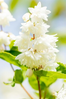 Deutzia scabra 'Plena'