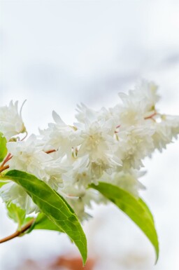 Deutzia rugueuse Deutzia scabra 'Plena' arbuste Deutzia scabra 'Plena' arbuste