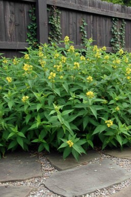 Diervilla sessilifolia 'Butterfly' arbuste