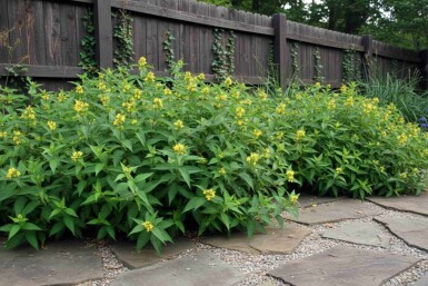 Diervilla sessilifolia 'Butterfly' arbuste