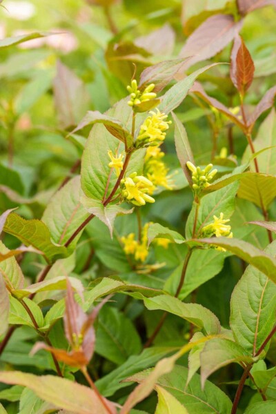 Diervillée Diervilla splendens arbuste Diervilla splendens arbuste