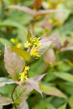 Diervillée Diervilla splendens arbuste Diervilla splendens
