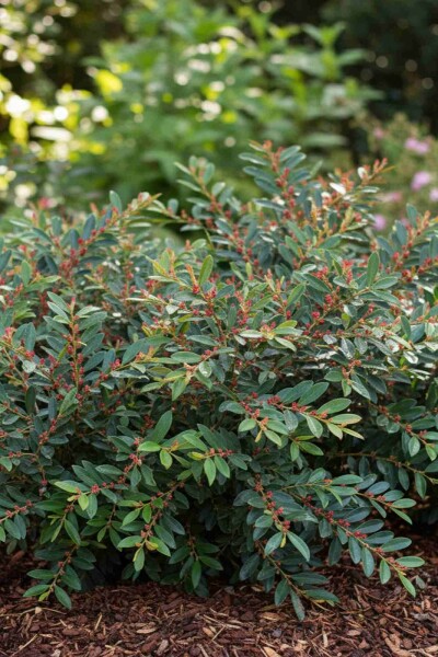 Distylium bleu Distylium 'Blue Cascade' arbuste Distylium 'Blue Cascade' arbuste