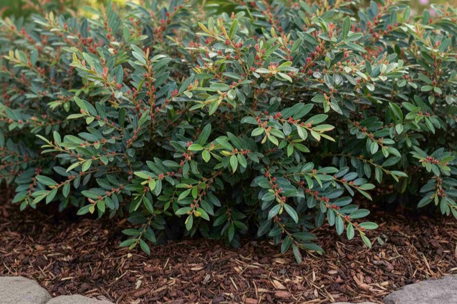 Distylium bleu Distylium 'Blue Cascade' arbuste Distylium 'Blue Cascade' arbuste