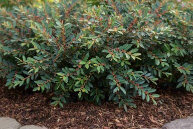 Distylium bleu Distylium 'Blue Cascade' arbuste Distylium 'Blue Cascade' arbuste