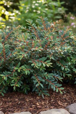 Distylium bleu Distylium 'Blue Cascade' arbuste Distylium 'Blue Cascade' arbuste