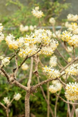 Edgeworthia chrysantha