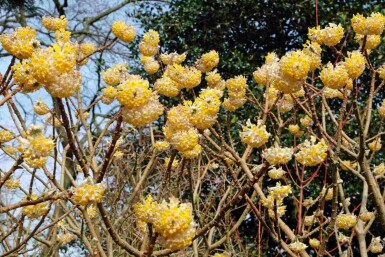 Buisson à papier Edgeworthia chrysantha 'Grandiflora' arbuste Edgeworthia chrysantha 'Grandiflora' arbuste