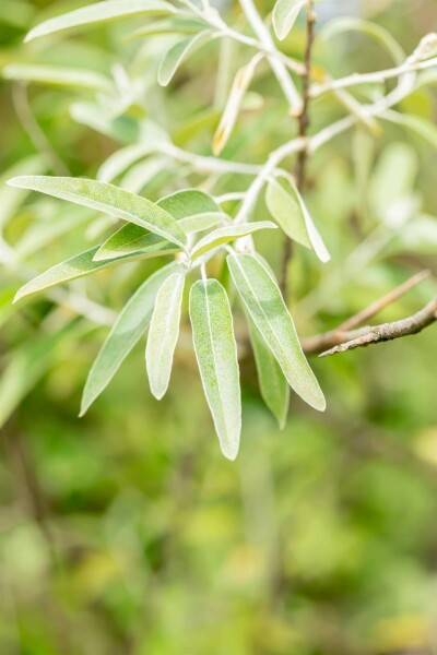 Olivier de bohême Elaeagnus angustifolia arbuste Elaeagnus angustifolia arbuste