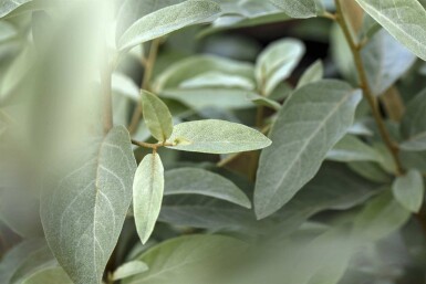 Olivier de bohême Elaeagnus angustifolia arbuste Elaeagnus angustifolia arbuste