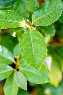 Chalef Elaeagnus ebbingei 'Compacta' arbuste Elaeagnus ebbingei 'Compacta' arbuste