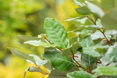 Chalef Elaeagnus ebbingei 'Compacta' arbuste Elaeagnus ebbingei 'Compacta' arbuste