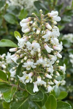Escallonia 'Iveyi'