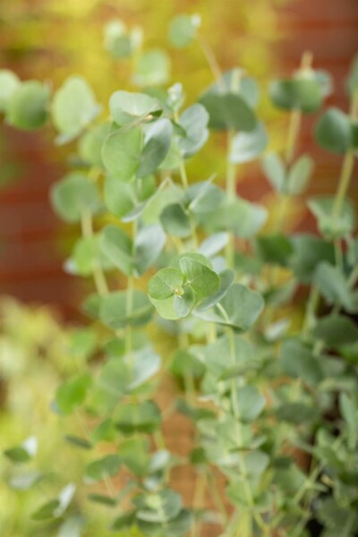 Eucalyptus azura Eucalyptus gunni 'Azura' arbuste Eucalyptus gunni 'Azura' arbuste