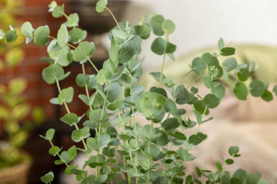 Eucalyptus azura Eucalyptus gunni 'Azura' arbuste Eucalyptus gunni 'Azura' arbuste