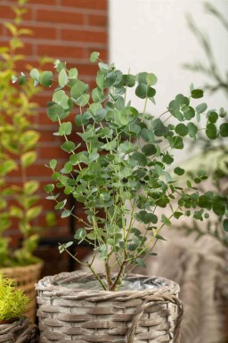 Eucalyptus azura Eucalyptus gunni 'Azura' arbuste Eucalyptus gunni 'Azura' arbuste