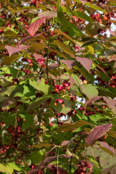 Bonnet de prêtre Euonymus planipes arbuste Euonymus planipes arbuste