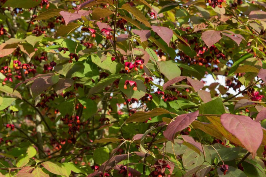 Bonnet de prêtre Euonymus planipes arbuste Euonymus planipes arbuste